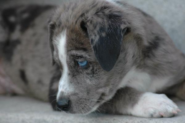 /Images/uploads/Humane Society of Utah/HSUCalendar/entries/1429thumb.jpg